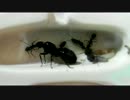 蟻、始めました。10/16
