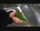 手のひらで水浴びをするウロコインコ Part2 ガッツリめ