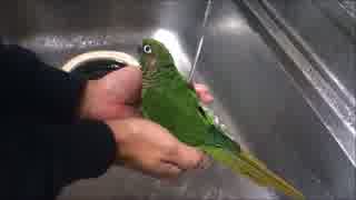 手のひらで水浴びをするウロコインコ Part2 ガッツリめ