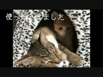 猫達初めての寝床を買ってきた！