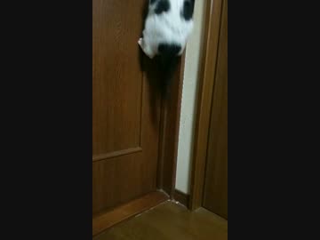 飛べない猫はただの豚ネコ…いや飛べました