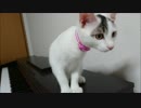 ピアノの上で白猫が近づいてくるー(沙*･ω･)