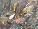 カシオ EX-F1で動物園撮影 その8