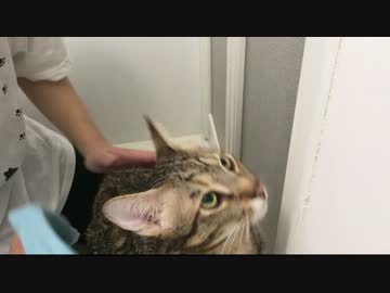 猫を水責めしてみた4thシーズン