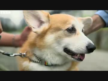 犬の気持ちが分かる――「イヌパシー」開発者に聞く