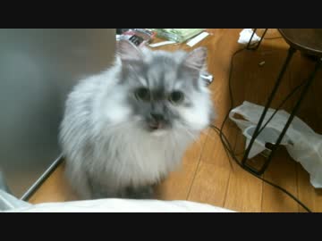 かつおぶしが食べたい猫