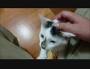 おっさんの臭いに興奮しすぎて牛化してしまった牛柄猫