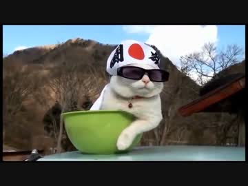 【海外】30分耐久猫まとめ集【癒し】