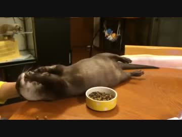 駄々っ子！かわうそちゃん