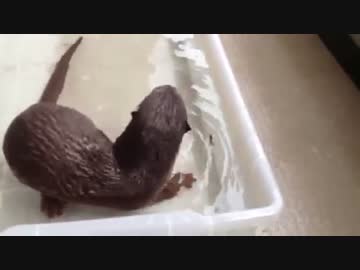 決戦！かわうそＶＳあゆ