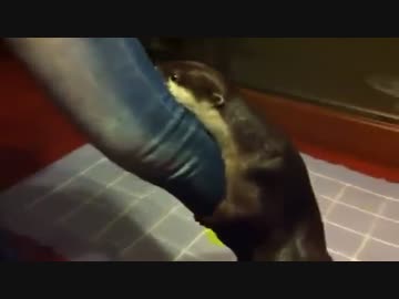 足にしがみついて離さないかわうそ