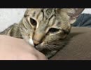 虐待動画