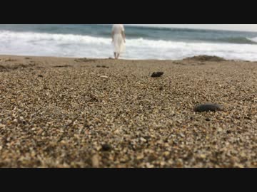 【M3-秋】 フラワーガール 【Album Trailer】