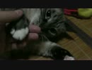 【196】ジャン❤︎ポン　ちょっとだけジャンくんの手に触れるように