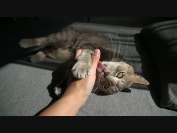 【モアクリ】 日向ぼっことムニャムニャ