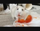 トマトとハムスター