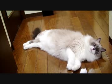 お猫様じゃらし