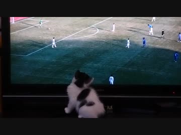 サッカーが好きなサッカーボール？