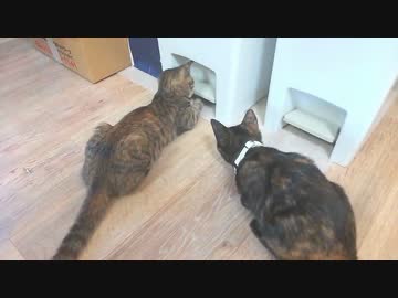 子ネコがおもちゃをようやく取り出すことに成功したが・・・