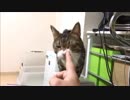 【こげつく】 猫なんかよんだらくる