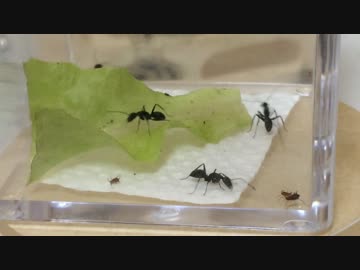 蟻戦争＃71 アリとアブラムシ牧場編