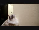 うんどうするにゃー