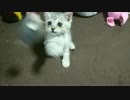 パンチングマウス