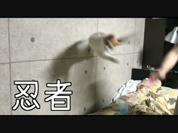 忍者となった猫！！最強の三角飛び！