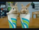 世界の動物GIFで無限ループ
