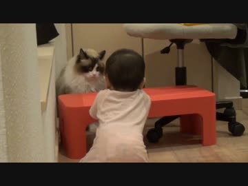 レオとしじみの新生活 Vol.37 　赤ちゃんに好かれてしまった猫