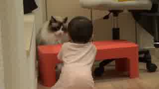 レオとしじみの新生活 Vol.37 　赤ちゃんに好かれてしまった猫