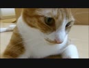 ・・・・太った・・・？