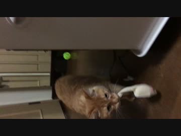 しゅんたんと100均の走るネズミ