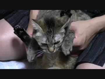 拾いねこ＠生後1568/1535日目　ゆーあーしょーっく！