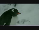 【極】　P　E　N　G　U　I　N