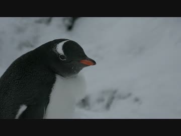 【極】　P　E　N　G　U　I　N