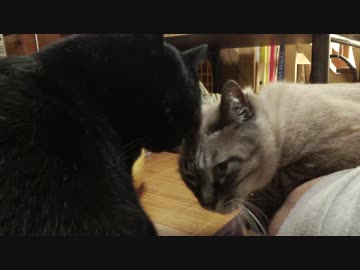 【200】ジャン❤︎ポン　２度目のあぐら抱っこで大成功！ポンちゃんも？