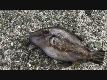 釣り動画ロマンを求めて　5釣目（熱海港海釣り施設：前半）