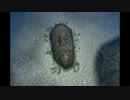 【実況】大自然劇場　大海五幕【AQUANAUT`S HOLIDAY】