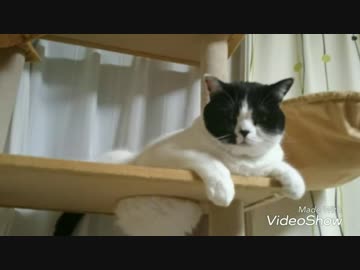 我が家の猫たち