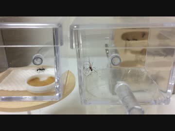 蟻戦争＃72 アリVSクモ 毒を以て毒を制す！？編