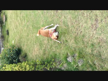 シバイヌゴロゴロ