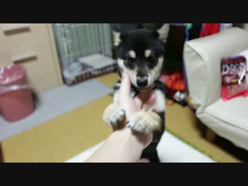 子柴「あそぼあそぼあそぼ！！」