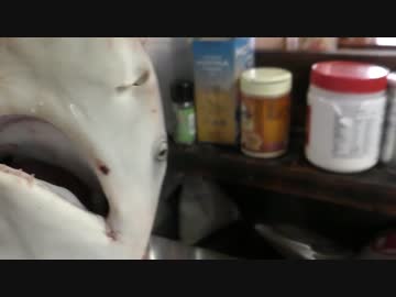 釣ったサメをさばいてみた【人食いオオメジロザメ】