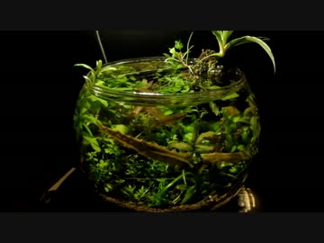 【ゆっくり】ワンコインアクアリウム　その後
