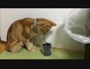 【アメショ】ぬこさんイタズラするも阻止される（解せぬ）
