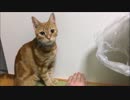 ぬこさん2度見する　ぬこさんイタズラするも阻止されるショートver