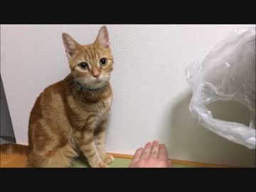 ぬこさん2度見する　ぬこさんイタズラするも阻止されるショートver