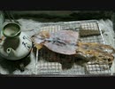 スルメを炙る【長火鉢とおっさん２】
