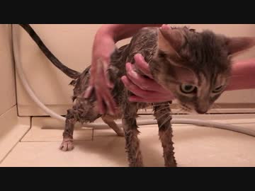 【モアクリ】 猫っ風呂（2016・秋）